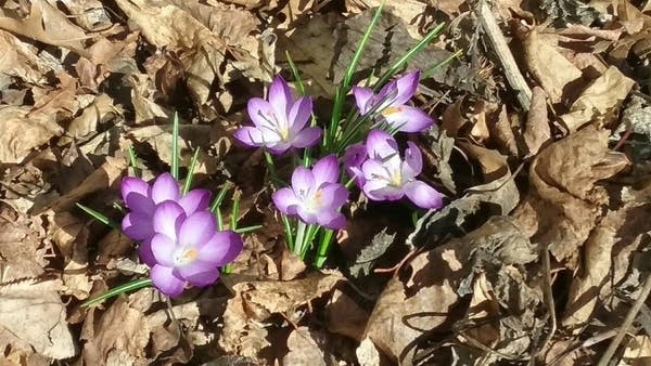 Sunny, mild, windswept Saturday; rain mainly north Sunday