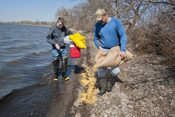 Kent Schaap spread corn to bait migratory birds.