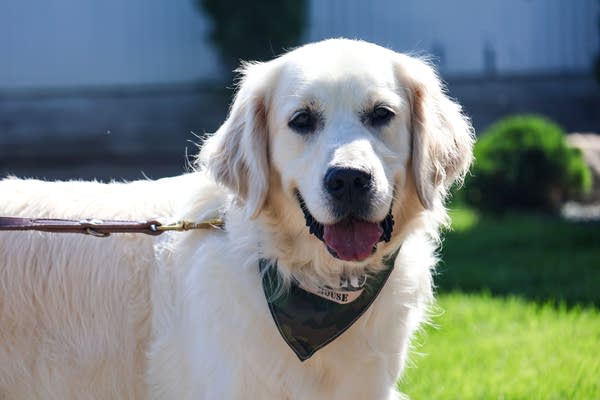 Close-up photo of a golden retriever.