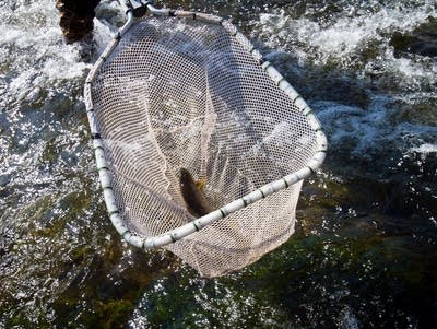 A trout in a net