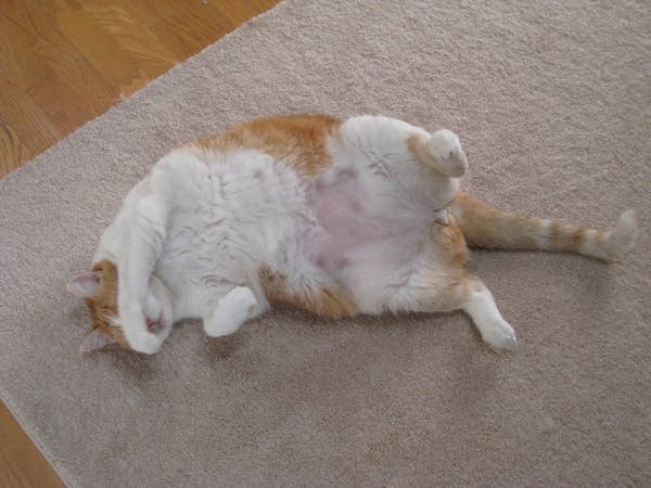 Nation’s fattest cats and dogs? It’s not Wisconsin, it’s … us