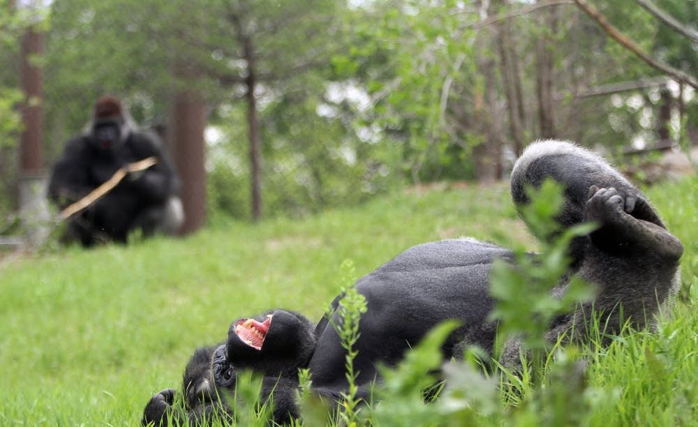Gorilla Forest