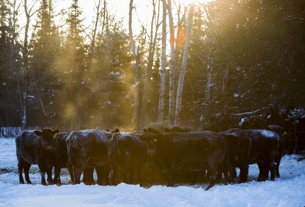 Steam rises from a herd of cows.
