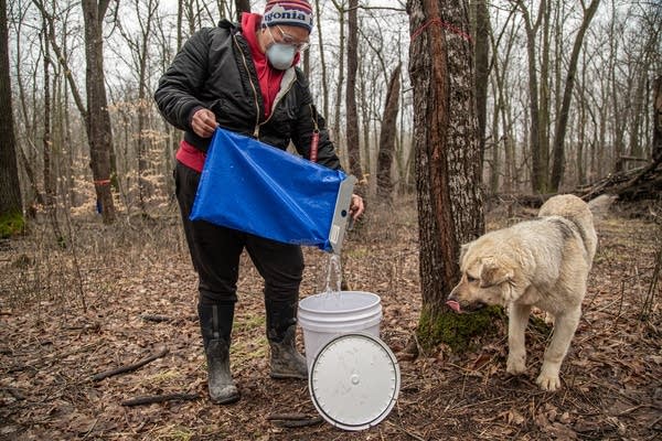 A woman works to collect sap from trees in a forest.