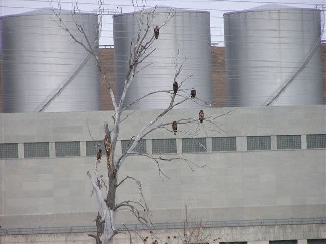 A tree of eagles