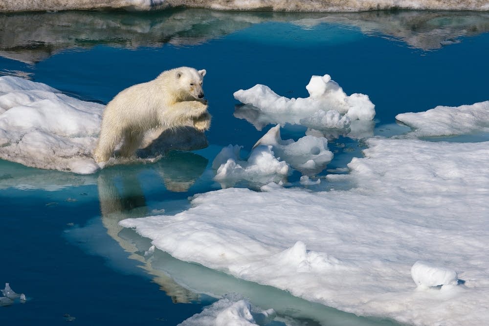 Polar bear