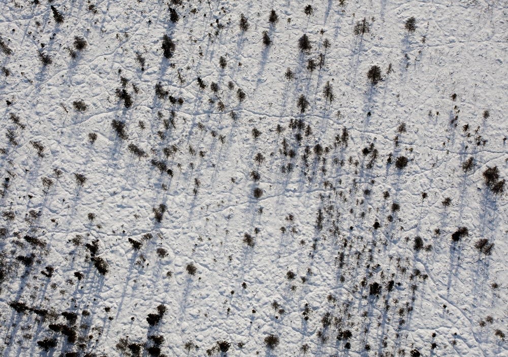 Spruce bog