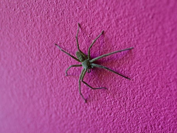 Close up common,domestic,banana brown huntsman,housekeeping spider.