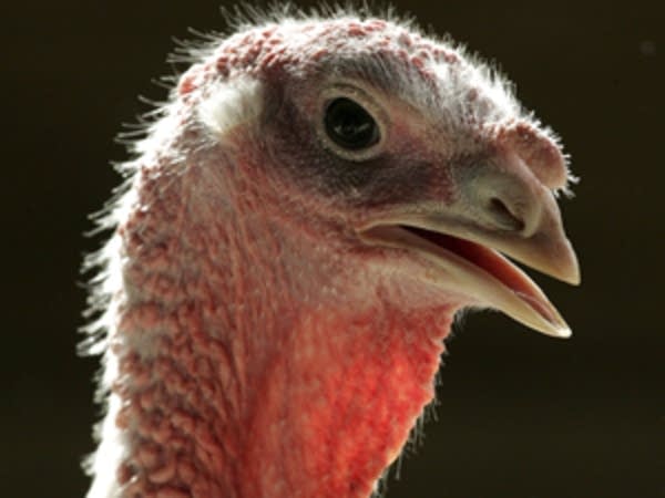 With thousands of turkeys lost, Minnesota authorities seek source of bird flu