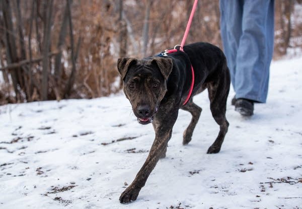 Shari Carlson walks Buddy.