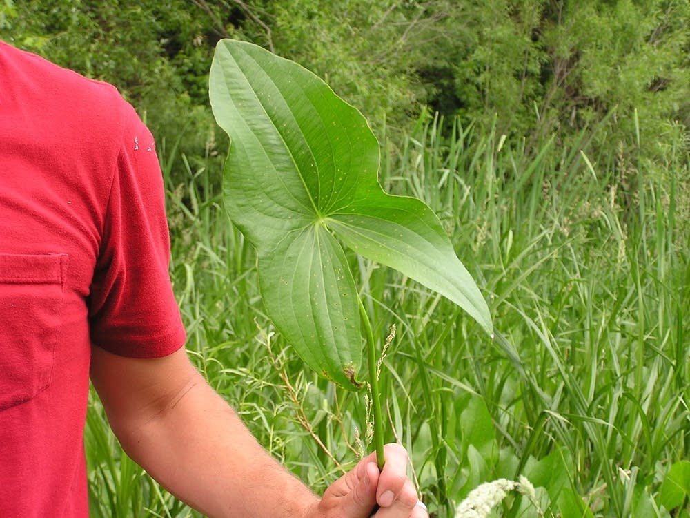 Broadleaf Arrowhead