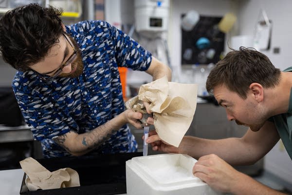 Can genetic engineering turn the tide against Minnesota’s lake invaders?