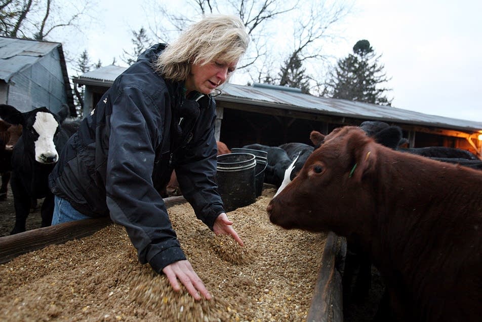 Feeding the cows