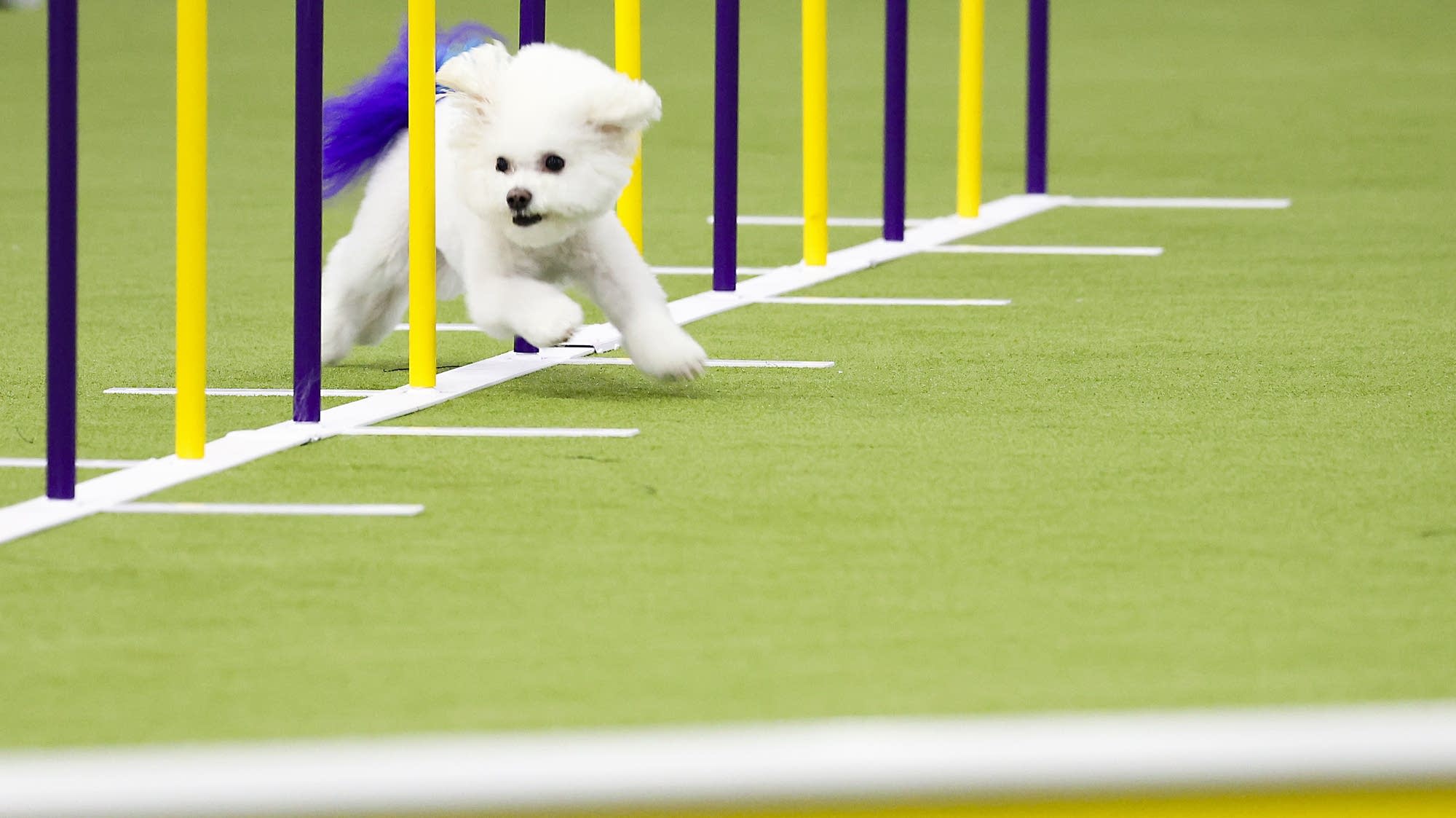 bichon frise westminster 2019