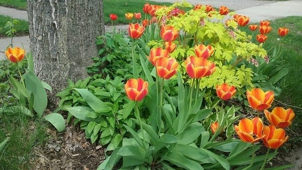 Tulips in Minneapolis on Friday May 13