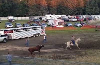 Bull escapes