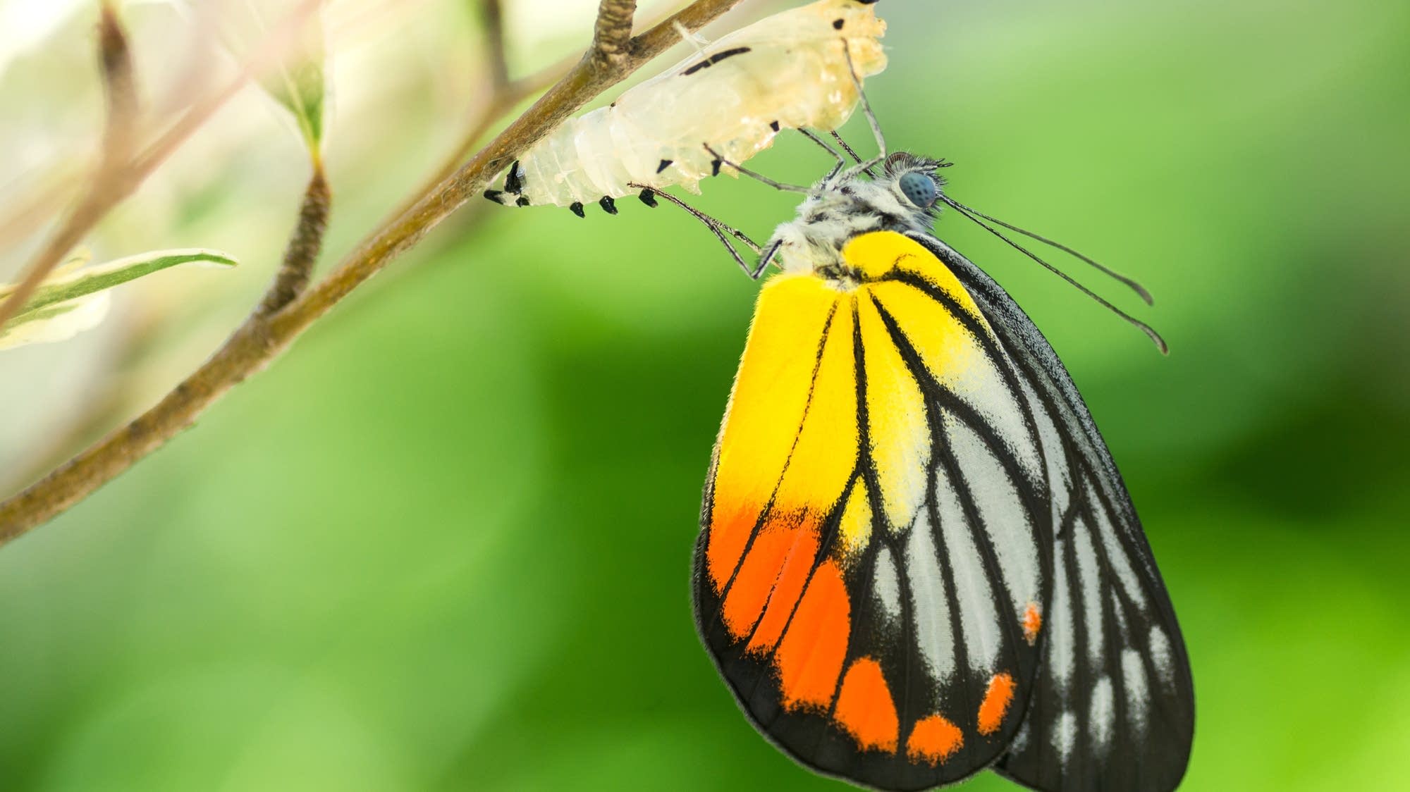 How does a caterpillar a butterfly? Brains On