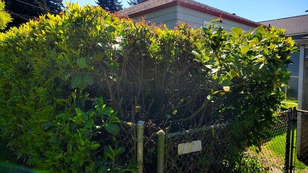 Hedges with big hole where Andrew was hacking at them