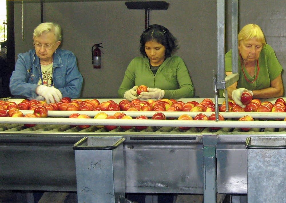 Inspecting apples