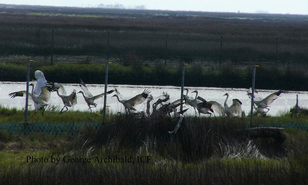 Cranes in Florida