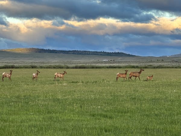 A small herd of elk stand in a grassy pasture with hills in the distance. 