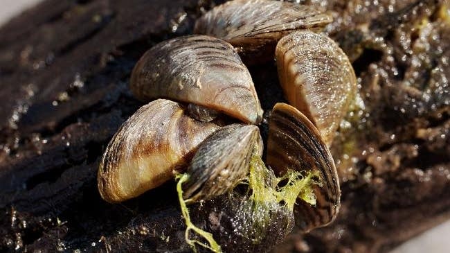Zebra mussels move north to Lake Winnipeg | MPR News