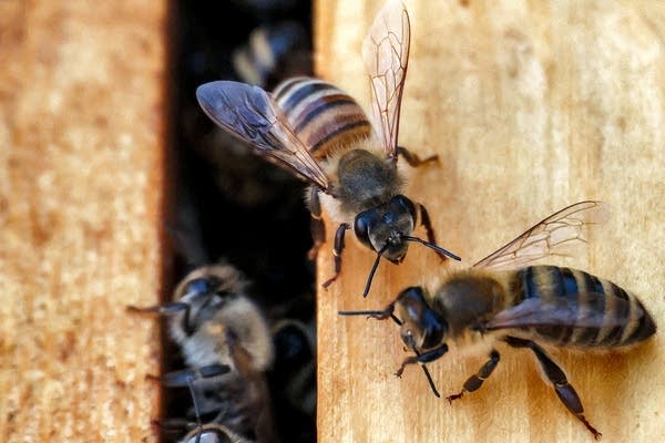 Why work as a “bee chauffeur” is big business