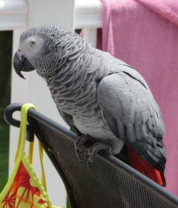 Wayward parrot finds way back to Fargo