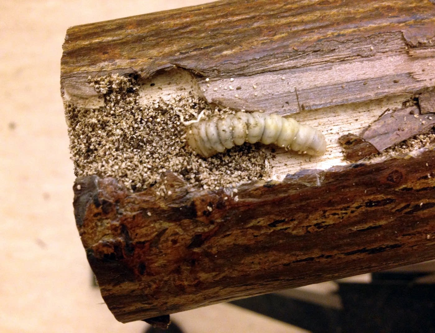 Bugs from China hiding in your furniture? Take a look MPR News