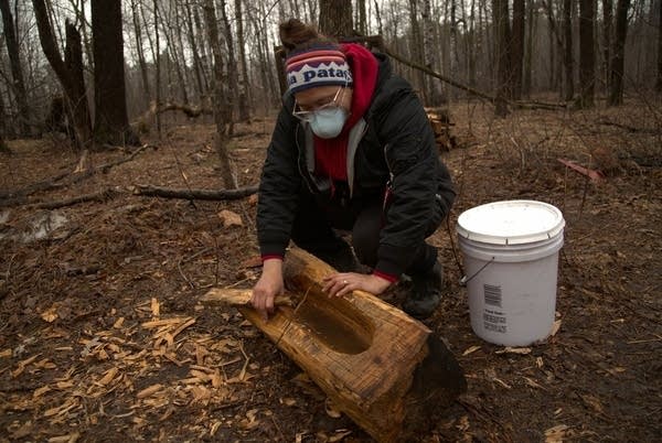 A woman collects sap from trees in a forest