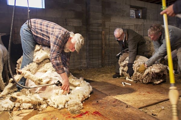 Sheep shearing at Northcroft Farm