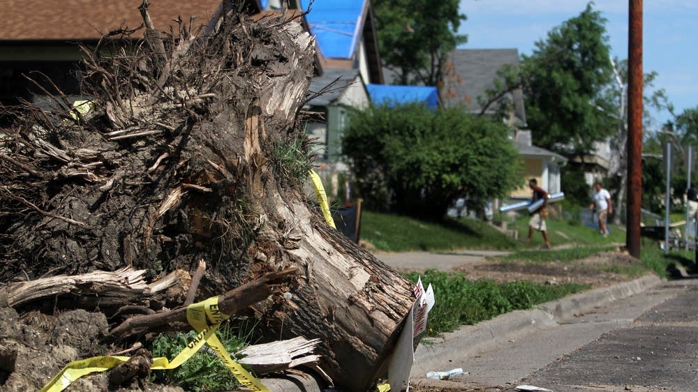 Tree stumps being removed from tornado zone MPR News