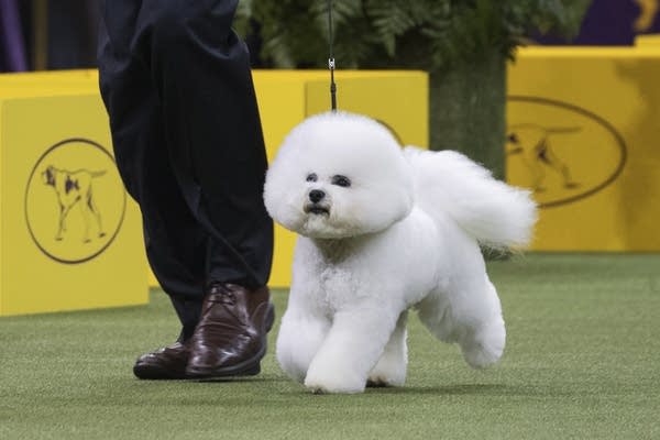 Flynn, a bichon frise, won the Westminster Kennel Club Dog Show.