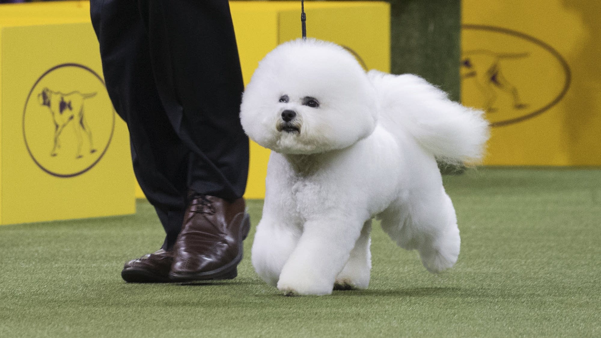 Win like Flynn a bichon frise is this year's top dog at Westminster