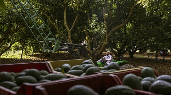 A man works on a tractor during the harvest of avocado at an orchard in Uruapan municipality, Michoacan State, Mexico. 