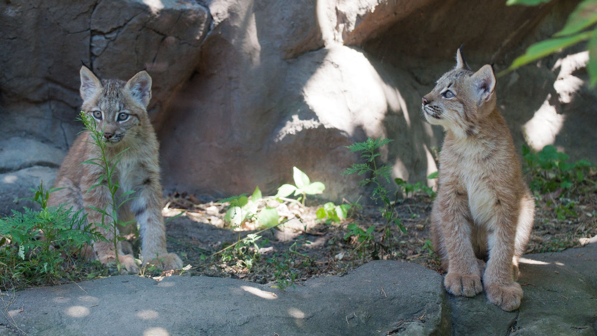 New lynx kittens introduced at the Minnesota Zoo MPR News