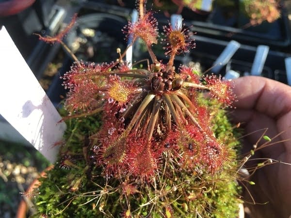 Sundew