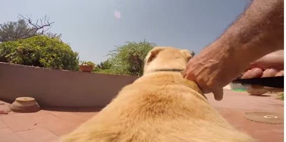 Timewasters:  Going off the leash