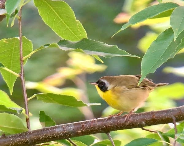 small songbird perches on a branch with green leaves surrounding it