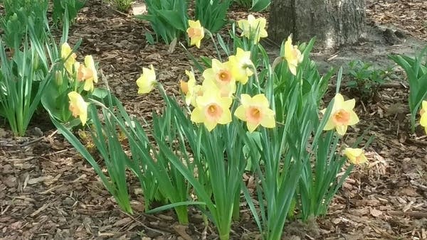 Flood watch much of southern Minnesota through Sunday morning; Mostly dry Sunday