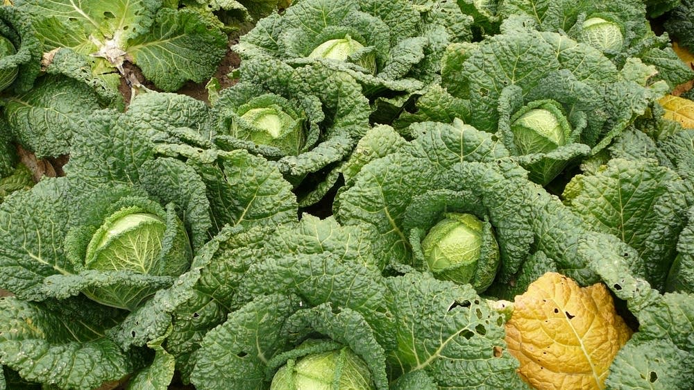 Moveable Feast: Spring and seasonal foods