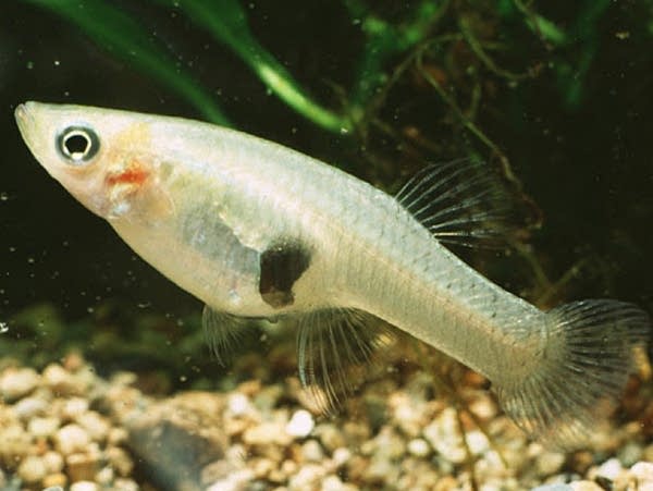 a small white fish 