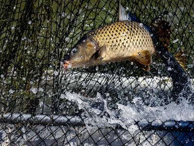 carp removal