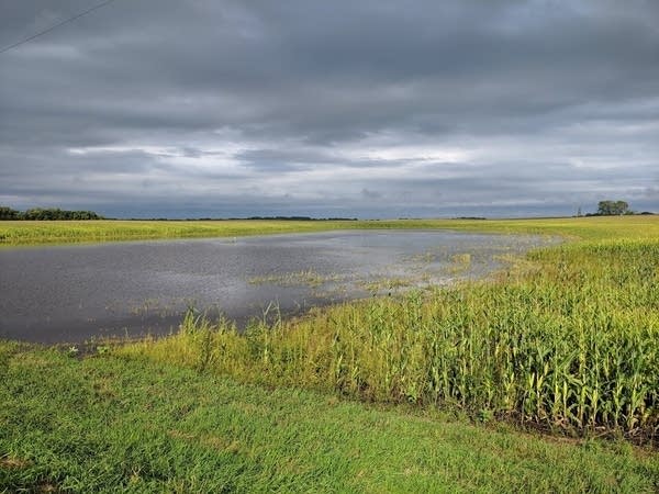 Flooded fields near Stewart, Minnesota Thursday September 12, 2019