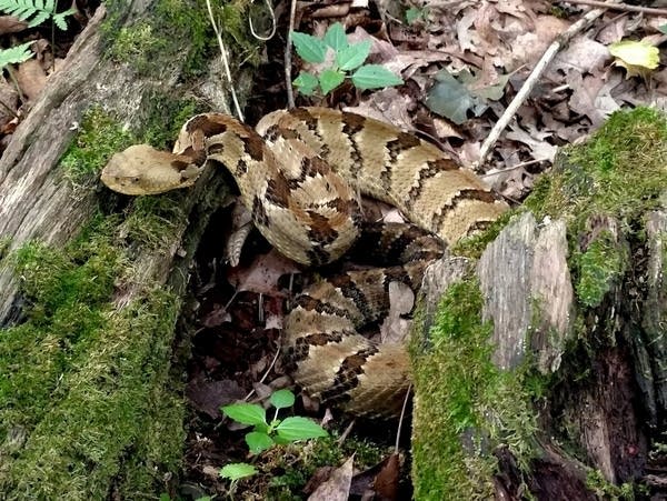 A rattlesnake rescued by certified wildlife biologist Steve Winter 