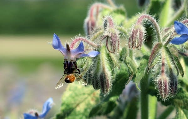 A bee hangs upside down to feed on borage.