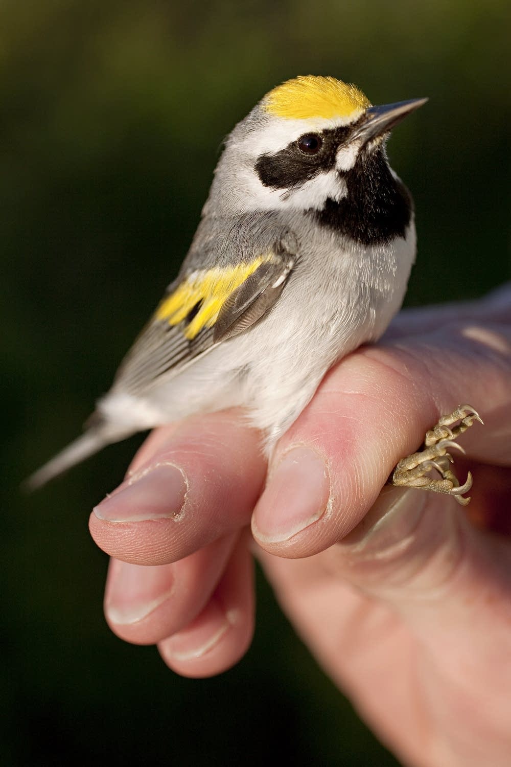 Golden-winged Warblers