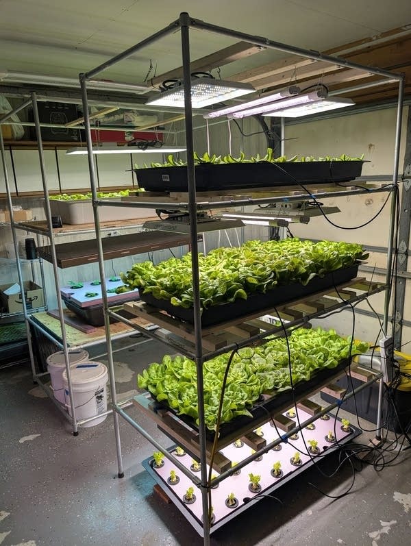 Racks of lettuce in a room with lights.