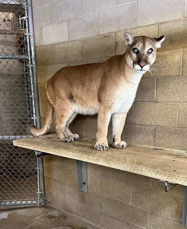 A cougar with cloudy eyes