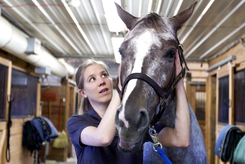 Animal chiropractor